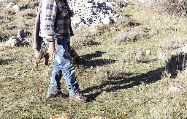 Bernard Bruno, un berger du plateau de Caussols dans les Alpes-Maritimes, regarde l'une de ses brebis tuée par un loup, le 7 novembre 2012 [Jean-Christophe Magnenet / AFP]