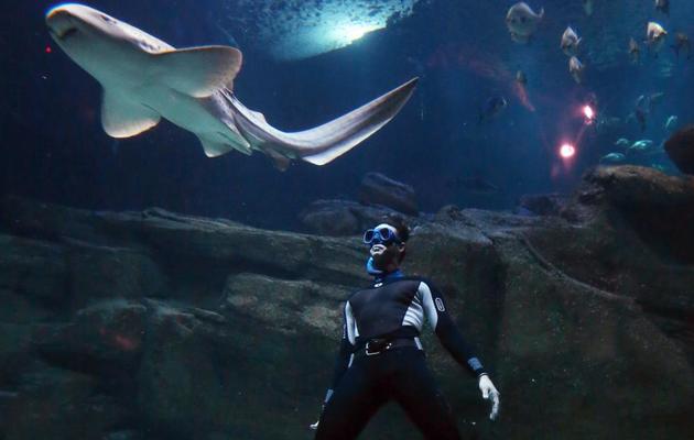 Le spécialiste de l'apnée Pierre Frolla plonge au milieu des requins dans l'Aquarium de Paris, le 11 novembre 2012 [Thomas Samson / AFP]