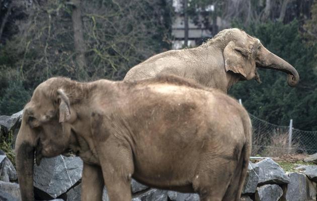Les éléphantes Baby et Népal, le 19 décembre 2012 au Parc de la Tête d'Or à Lyon [Jeff Pachoud / AFP/Archives]