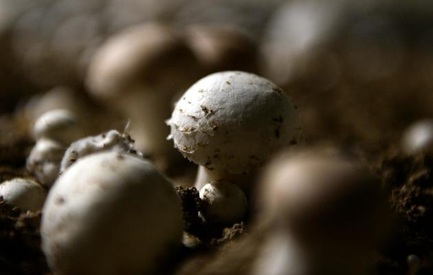 Des champignons de Paris cultivés à Montesson, dans les Yvelines, le 27 février 2013 [Franck Fife / AFP]