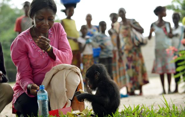Anne Marie, une vétérinaire du centre "Lolo ya bonobo", donne à manger à un jeune bonobo orphelin, le 5 mars 2013 près de Kinshasa [Junior D. Kannah / AFP]