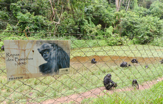 Des bonobos orphelins dans l'enclos du "Lola ya bonobo", un sanctuaire créé par Claudine André près de Kinshasa, le 6 mars 2013 [Junior D. Kannah / AFP]